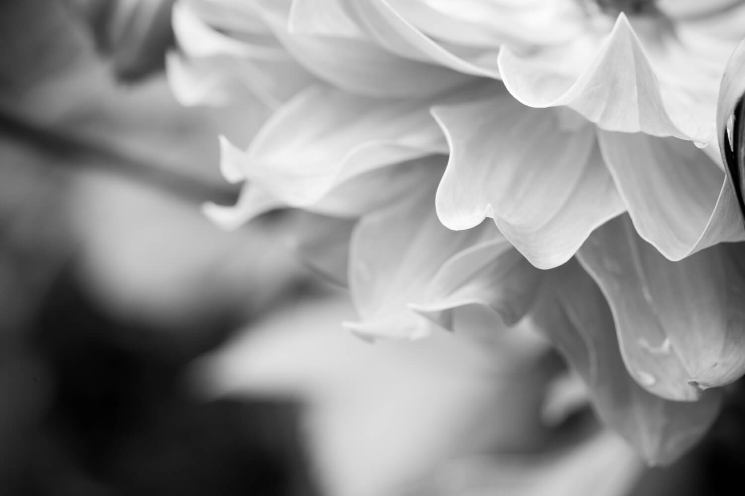 Petal